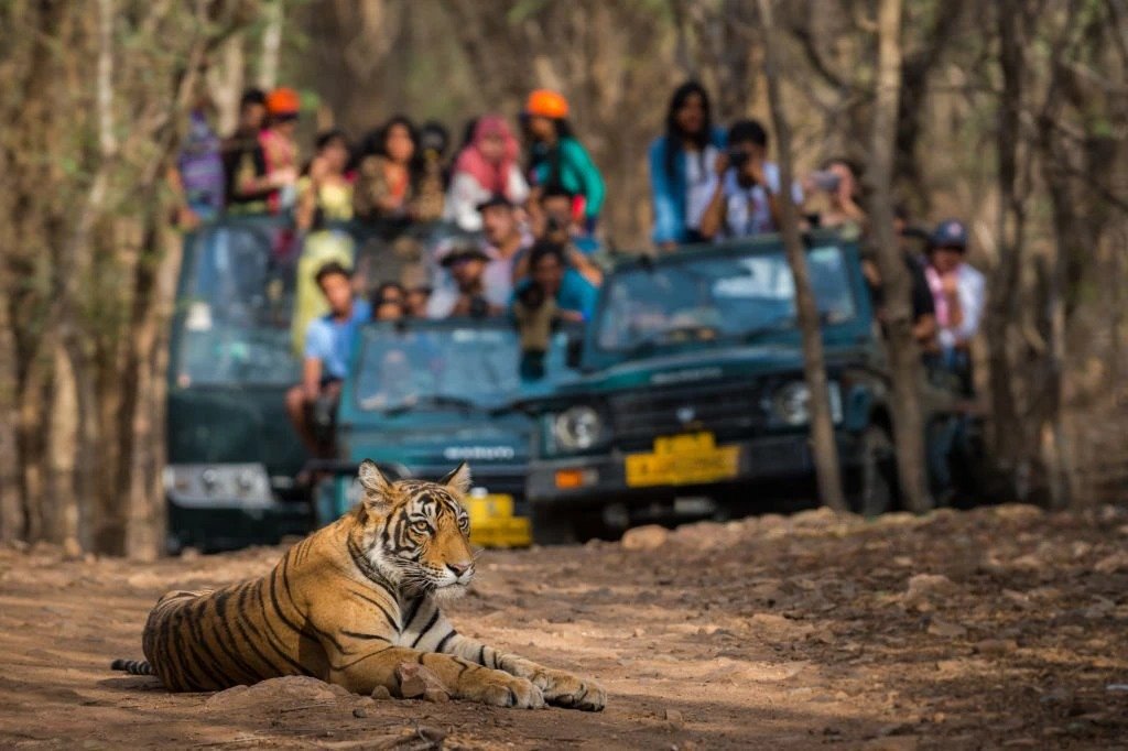 luxury tiger safaris in India